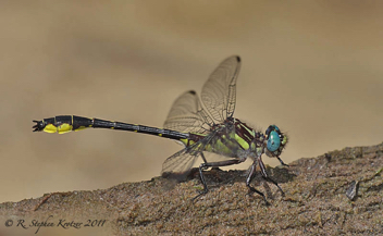 Hylogomphus geminatus, male